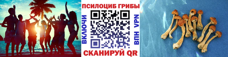 Купить  Волгореченск  Псилоцибиновые грибы Psilocybine cubensis 